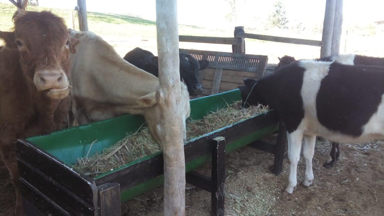 Animais comendo no novo cocho